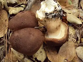 Feinschuppiger Ritterling Tricholoma imbricatum