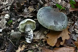 Seifen-Ritterling Tricholoma saponaceum