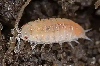 Trichoniscoides sarsi