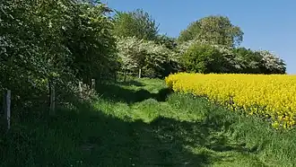 Büsche am Rand des Schutzgebiets