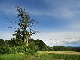 Die Triftbuche im Juli 2017