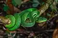 Trimeresurus gumprechti