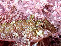 Tripterygion tartessicum