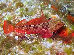 Roter Spitzkopfschleimfisch