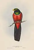 Schieferschwanztrogon (Trogon massena) gemalt von John Gould