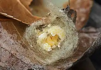 Schlupfwespen-Larven in einem Spinnenkokon der Gartenkreuzspinne