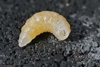 Schlupfwespen-Larve