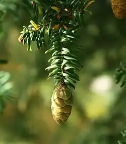 Zweig mit Nadeln und Zapfen der Südjapanischen Hemlocktanne (Tsuga sieboldii)
