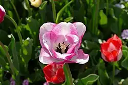 Foto einer hellblau rosa gemusterten Tulpenblüte von oben. Stempel und Staubfäden sind gut erkennbar. Im Hintergrund unscharf andere Tulpen.