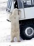 Eisbär am Tundra Buggy