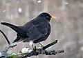 Amsel mit deutlich gelbem Augenring.