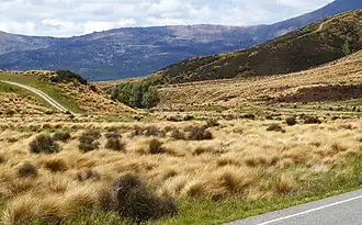 Tussock-Grasland am State Highway 94