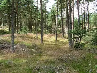 Küstenwald von Tved