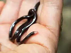 Typhlophis squamosus