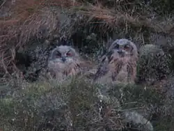 Zwei Junguhus am Goldstein (2005)