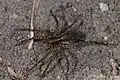 Sowohl den Wolfspinnen (Lycosidae)...