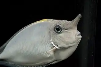 Nasendoktorfisch