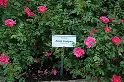 Rosen werden oft nach bekannten Personen benannt