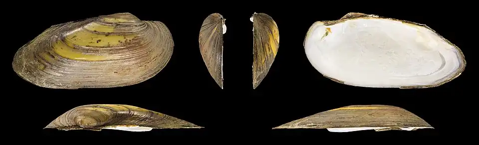 Unio pictorum deshayesii Rechte Klappe