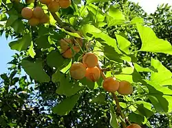 Wenn sich alle Samen entwickeln, hängen sie als „Zwillinge“