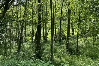 Auwald im Kochsfelder Bachtal