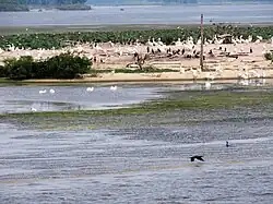 Verschiedene Vogelarten auf einer Insel