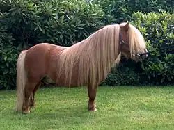 Shetlandpony mit viel Langhaar