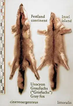 : Festland- und Insel-Graufuchsfelle