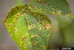 Schwärzliche Flecken auf einer Blattoberseite