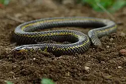 Uropeltis bicatenata