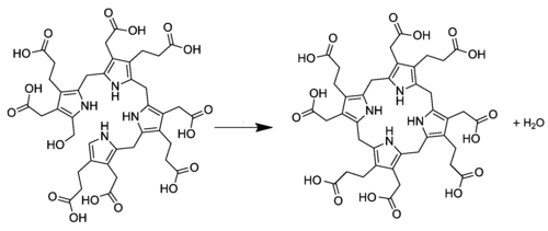 Uroporphyrinogen I-Synthese aus Präuroporphyrinogen