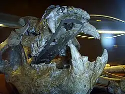 Original eines Höhlenbären (Ursus deningeri)