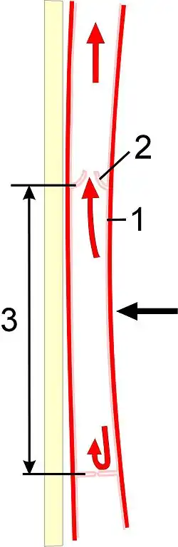 Schema der Vene: 1 Endothel, 2 Venenklappe, 3 Sinus valvulae.