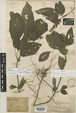 Foto einer Sammlung von Blättern