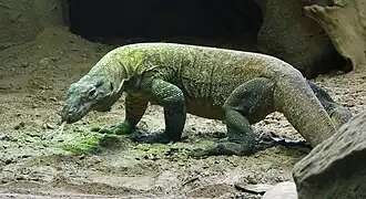Komodowaran (Varanus komodoensis)