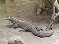 Komodowaran