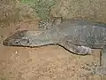 Bengalenwaran (Varanus bengalensis)