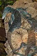 Blauer Baumwaran (Varanus macraei)
