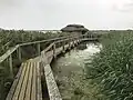 Holzsteg durch den Sumpf/ Schilfgürtel und eine der Hütten zur Vogelbeobachtung
