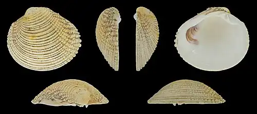 Venus verrucosa verrucosa Linke Klappe