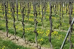 Blick in einen Weingarten mit einer Vertikoerziehung