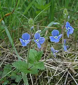 Gamander-Ehrenpreis, Habitus