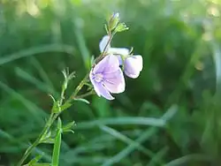 Farbliche Variante des Gamander-Ehrenpreises