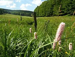 Im Biosphärenreservat Vessertal-Thüringer Wald