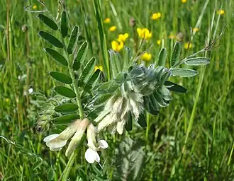 Laubblätter und Blütenstand von Vicia pannonica