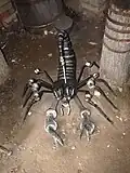 Skorpionskulptur