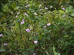 versch. Vigna-Wurzeln (nicht im Bild) (Vigna vexillata, Vigna lanceolata, Vigna marina, Vigna lobatifolia u. a.)