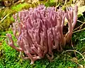 Violetter Keulenpilz Clavulina amethystina