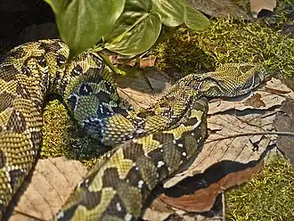 Äthiopische Puffotter (Bitis parviocula)