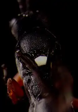 ♀ Detailansicht vom Scutellum